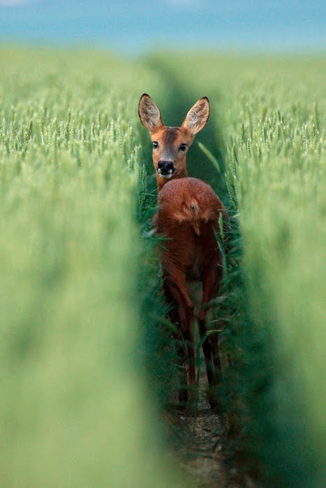 Wheat Field Deer, France